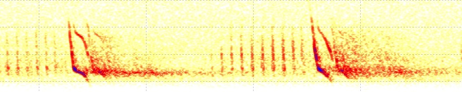 Swedish Bat Spectrograms