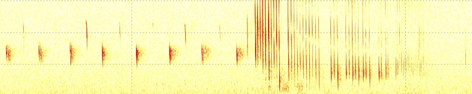 Swedish Bat Spectrograms