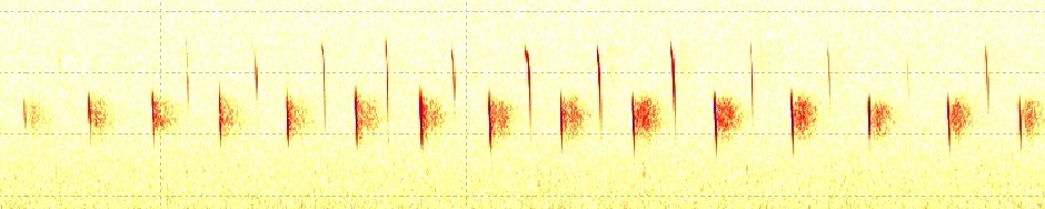 Swedish Bat Spectrograms