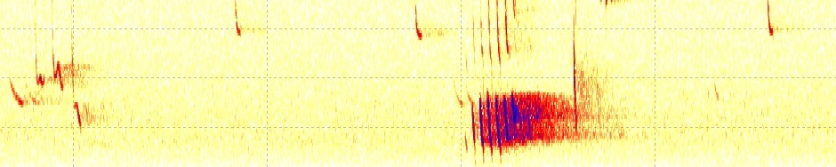 Swedish Bat Spectrograms