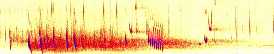 Swedish Bat Spectrograms